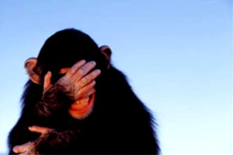 embarrassed-chimpanzee_tim-davis.jpg