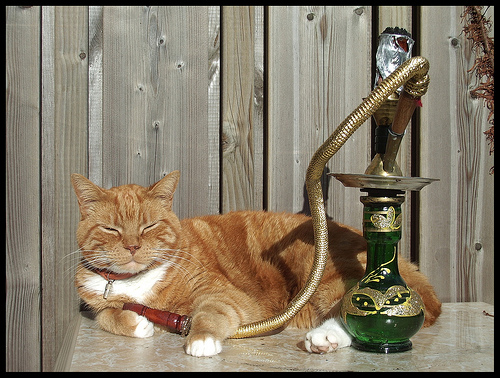 cats-getting-stoned.jpg