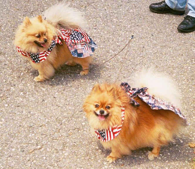 4th-of-july-dogs.jpg