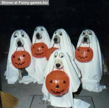halloween-dogs.jpg