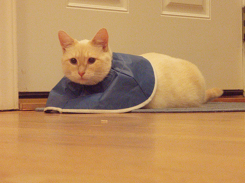 cat-hair-cuts.jpg