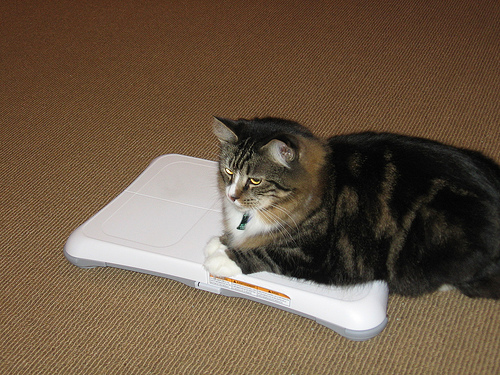 cat-using-wii-fit.jpg