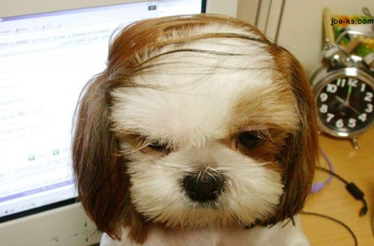 donaldtrumpsdog.jpg