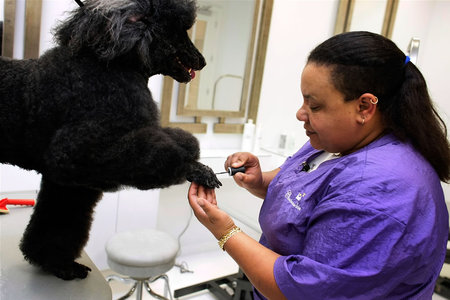 chateau_poochie_7-thumb-450x300.jpg
