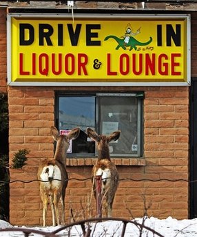 deers-heavy-drinking.jpg
