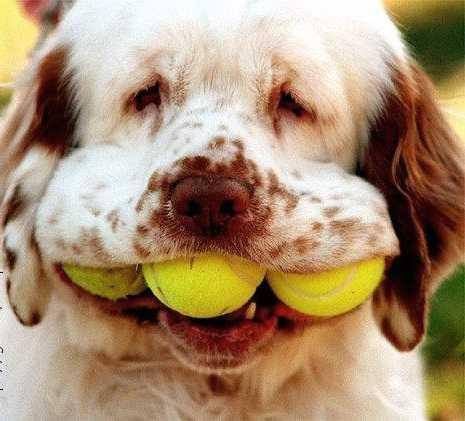dog-ball-boy.jpg