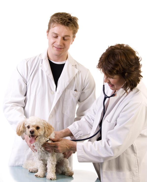 vets-with-dog.jpg