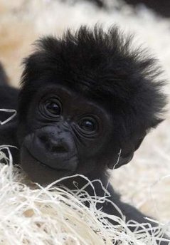baby-gorilla.jpg