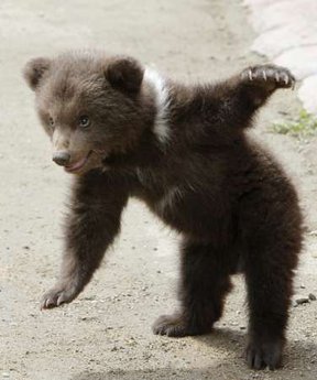 baby-bear-dancing.jpg