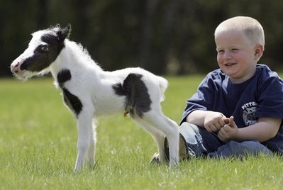 pinto-pony-with-kid.jpg