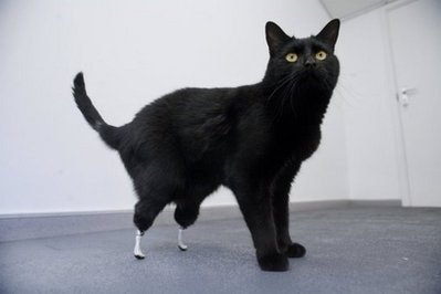 bionic-cat.jpg