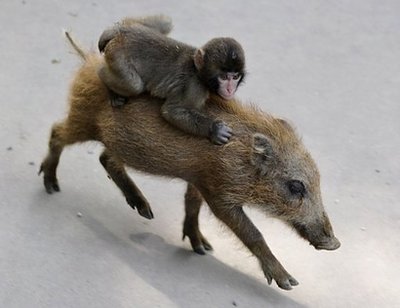 baby-money-riding-a-boar.jpg