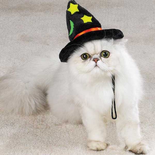halloween-witch-cat-hat.JPG