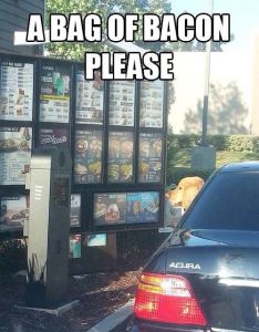Drive Thru for dogs best