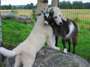cute_dog_hugging_goat